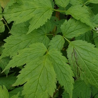 Actaea alba